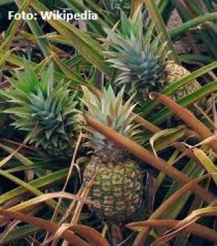 Preview: Fruchtige Konfitüre mit Mango, Ananas und Passionsfrucht